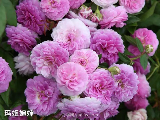 陽(yáng)臺(tái)養(yǎng)月季就算這3個(gè)品種，開(kāi)花勤快少生病(圖2)
