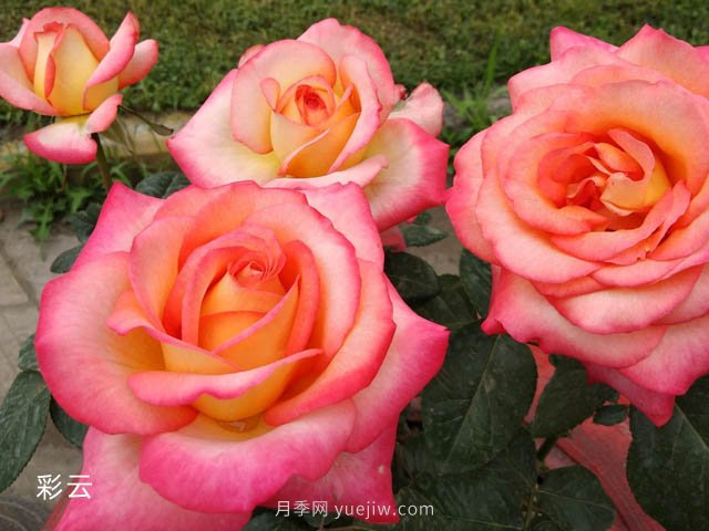 愛不起來的4種花卉，包含月季，缺點(diǎn)多于優(yōu)點(diǎn)(圖1)