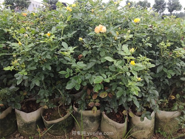 大缽盆栽月季，多年生大花美植袋盆栽月季(圖3)