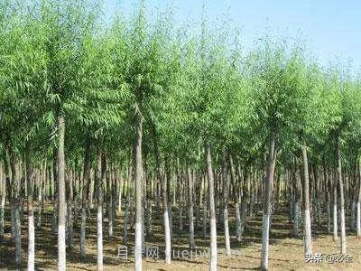 適合在農(nóng)村種植的苗木樹種有哪些？(圖4)