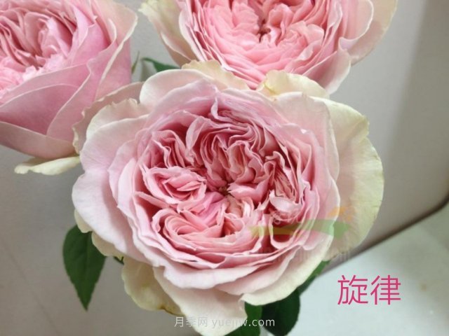 花型漂亮，8個友禪系列月季推薦(圖3)