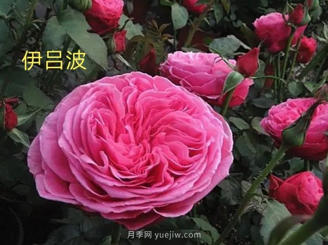 花型漂亮，8個友禪系列月季推薦(圖2)