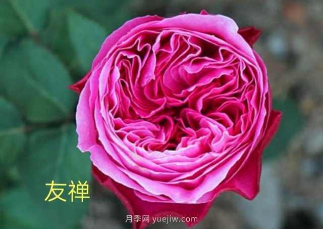 花型漂亮，8個友禪系列月季推薦(圖1)