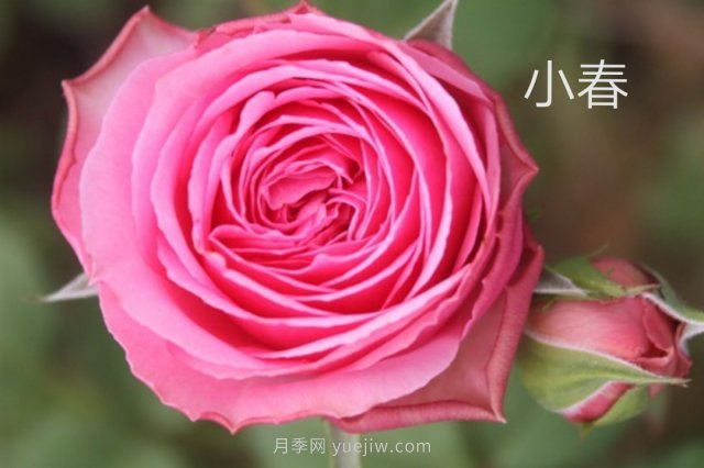 花型漂亮，8個友禪系列月季推薦(圖4)