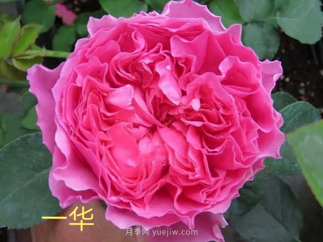 花型漂亮，8個友禪系列月季推薦(圖7)