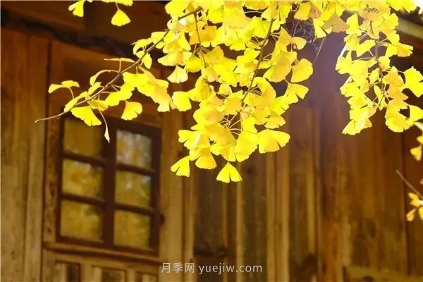 植物風水學知識，園林人必須知道的！(圖4)
