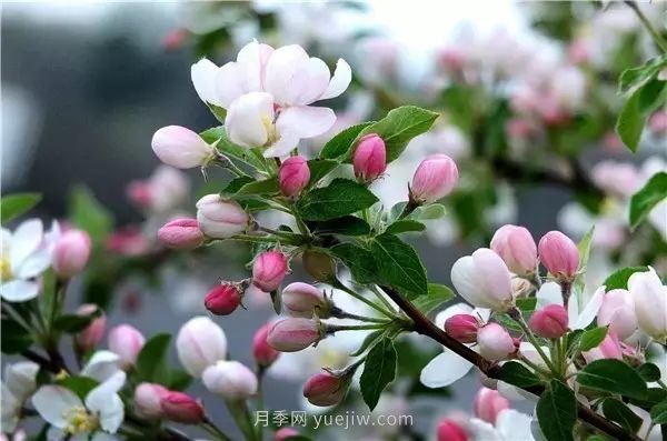 植物風水學知識，園林人必須知道的！(圖3)