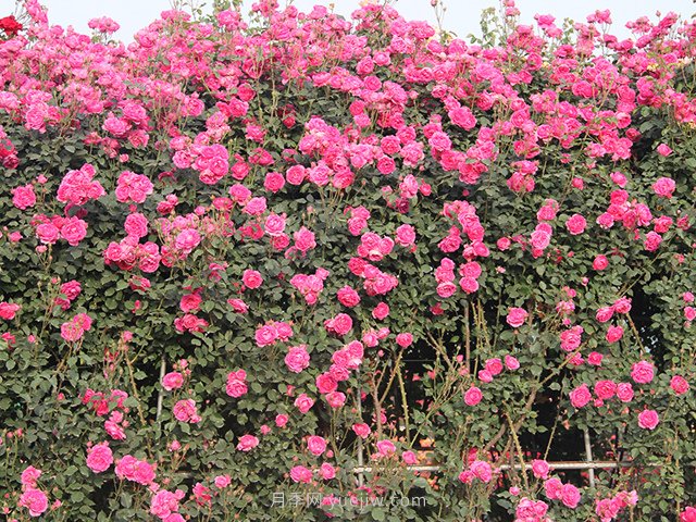 推薦3種爬藤月季，花園里輕松打造漂亮花墻(圖2)