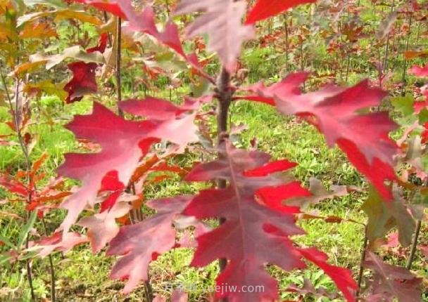 娜塔櫟如何種植養(yǎng)護(hù)？成為城市彩色行道樹(圖2)