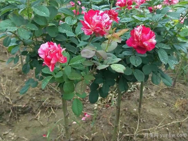 小高桿月季移植必須要帶土球嗎？(圖1)