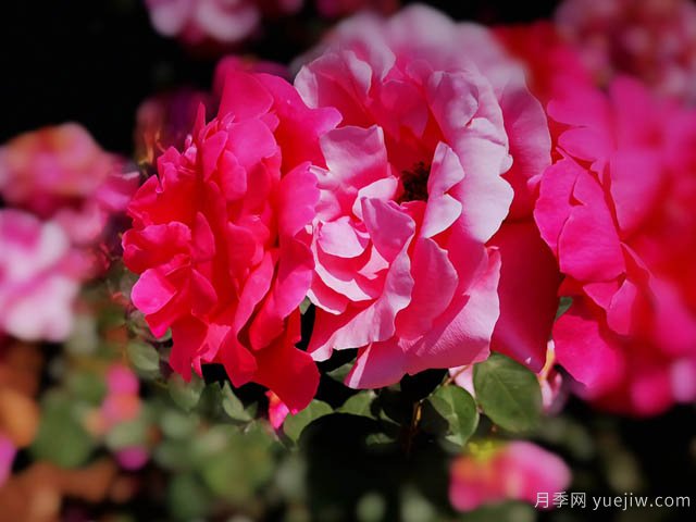 超強(qiáng)營養(yǎng)液，幫助9月養(yǎng)好月季(圖1)