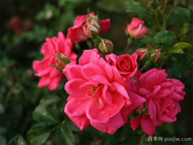 14個耐寒月季品種，東北戶外可自然越冬(圖2)