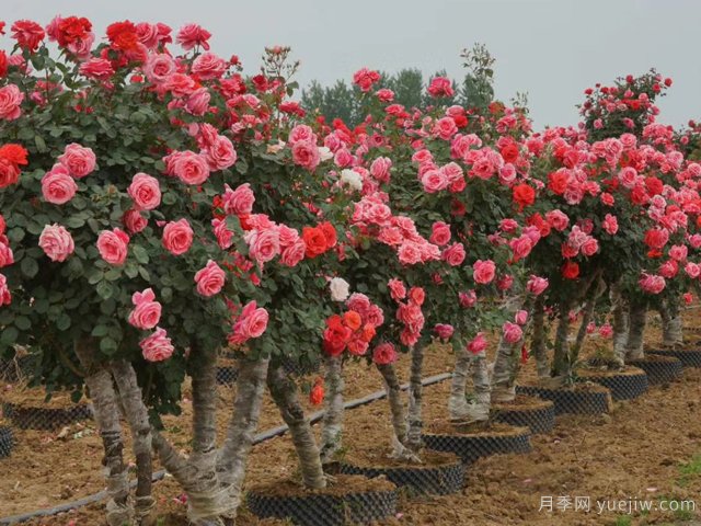 月季花可以嫁接在哪些樹？(圖1)