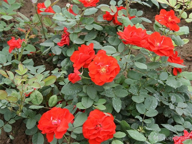 橘紅潮月季/桔紅潮月季(美國)(圖1)