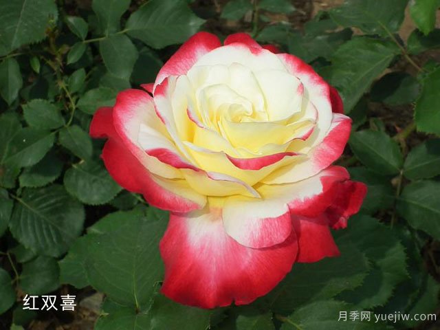 大花香水月季中的紅雙喜你知道嗎？有什么特點呢！(圖1)