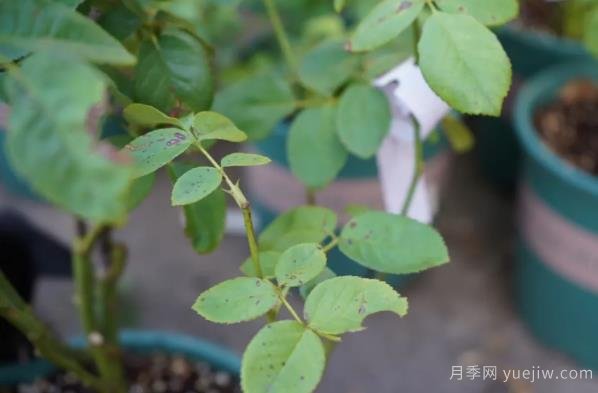9月份月季秋剪好時機，修剪時間如何安排(圖3)