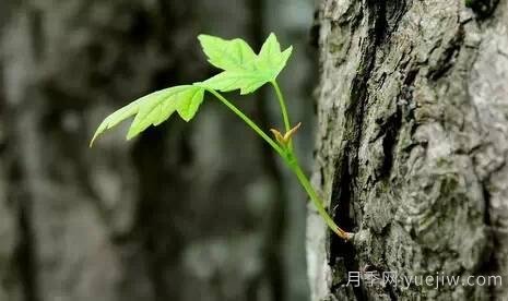 全面的園林苗木種植技術(shù)！值得收藏！(圖1)
