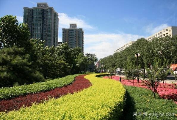 全面的園林苗木種植技術(shù)！值得收藏！(圖5)