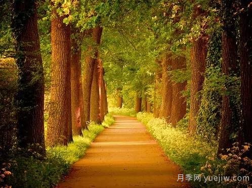 全面的園林苗木種植技術(shù)！值得收藏！(圖8)