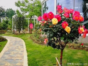 嫁接樹狀月季？4種常見的適合做月季樹的砧木