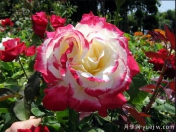 養(yǎng)花小白如何變大神？不可錯失的月季種植入門攻略（光照篇）