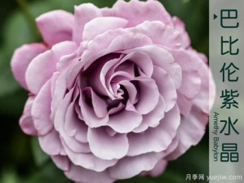 不要在死盯著微型月季了，5個大花微月