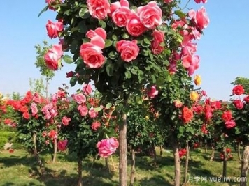 大花樹狀月季的嫁接步驟，山東月季基地分享