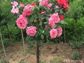 養(yǎng)月季花關(guān)于養(yǎng)殖中的注意知識，月季基地來整理