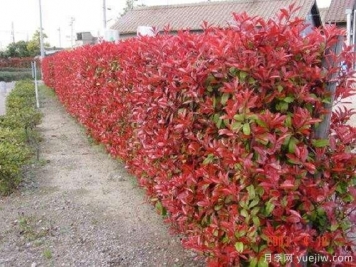 如何種植紅葉石楠？紅葉石楠種植技術(shù)