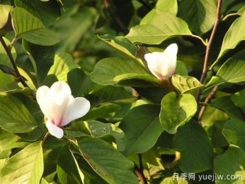 玉蘭樹應(yīng)該怎么才能防治病蟲害？
