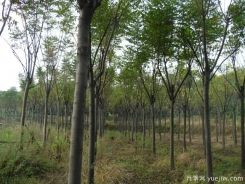 欒樹(shù)一畝地可以種多少棵？