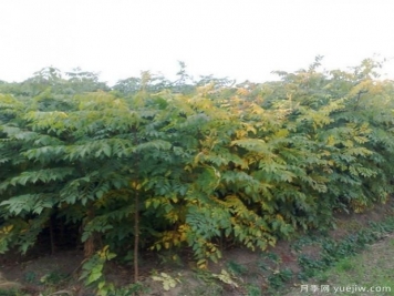 如何選擇成活率高的欒樹(shù)？
