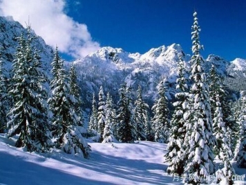 雪松的耐寒能力怎么樣？容易凍傷嗎？