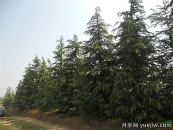 雪松一畝地栽多少棵？一畝地能種多少顆雪松？