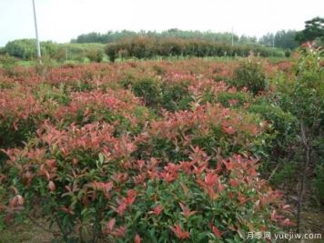 如何對(duì)紅葉石楠進(jìn)行施肥？