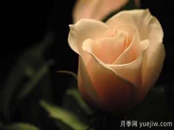 怎么看張愛玲的《紅玫瑰與白玫瑰》？