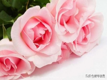 粉色玫瑰代表什么意思呀？