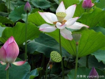 荷花苗幾月份種植 荷花繁殖方法和技術(shù)要點