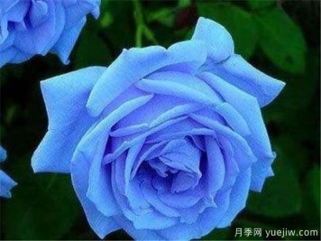 藍(lán)色妖姬價(jià)格多少錢一朵？有什么寓意？