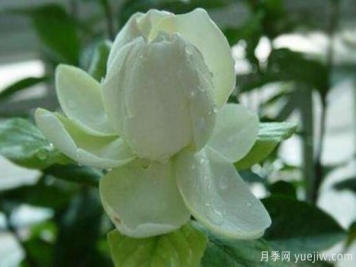 梔子花有哪些品種，梔子花品種圖片大全