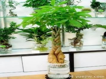 怎樣養(yǎng)殖發(fā)財樹？發(fā)財樹養(yǎng)殖常見問題解答