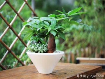 發(fā)財樹幾天澆一次水，澆水方法