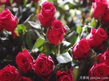 批發(fā)玫瑰花多少錢一朵？批發(fā)價格2元/朵