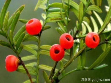 紅豆杉的風(fēng)水寓意和功效，象征長(zhǎng)壽與不朽