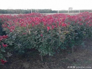 紅葉石楠適應(yīng)有機(jī)化肥嗎？