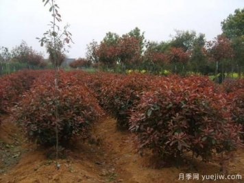 如何為紅葉石楠小苗除草？