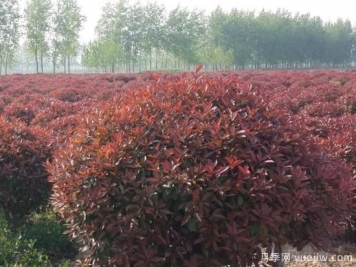 紅葉石楠球是喬木還是灌木？