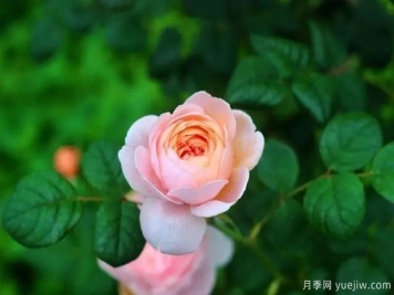 瑞典女王莫奈，懶人養(yǎng)月季花為什么要選它們