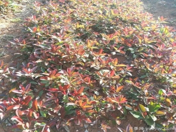 南陽紅葉石楠適合在北方地區(qū)種植嗎？