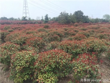 紅葉石楠生長(zhǎng)不能一味的通過水分來維持